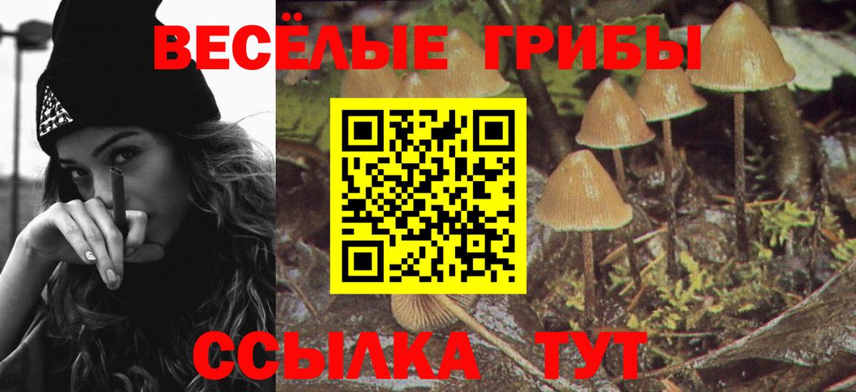 Псилоцибиновые грибы Psilocybine cubensis Урус-Мартан